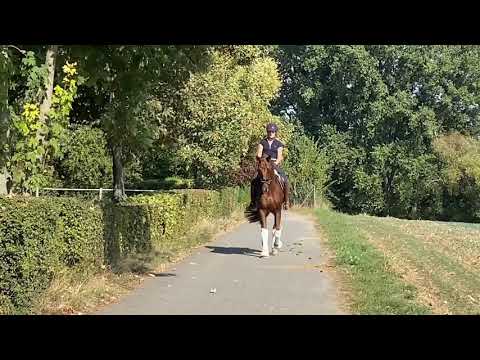 *2015 Quantensprung x De Niro