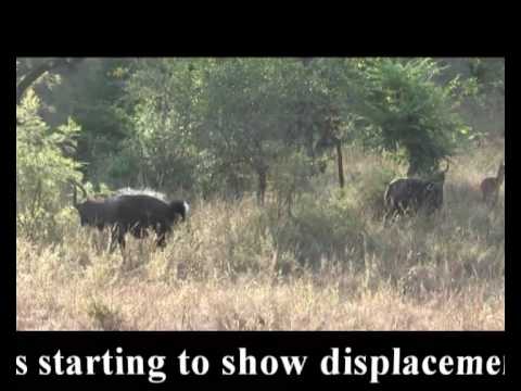 Nyala dominance display