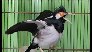 Download lagu Cukup 3 MENIT SAJA Jalak Suren BAKAL NYAUT dan ikutan GACOR dengan Pancingan Jalak SUREN ini mp3 Download lagu Cukup 3 MENIT SAJA Jalak Suren BAKAL NYAUT dan ikutan GACOR dengan Pancingan Jalak SUREN ini mp3