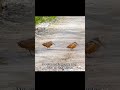 Birds with the grooviest dance moves #woodcock #animalfacts