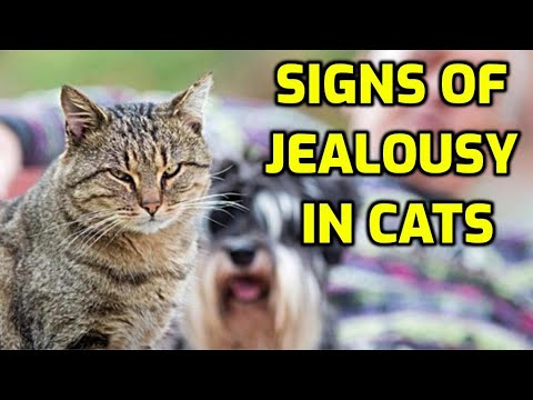 How Can You Tell If A Cat Is Jealous?