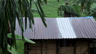 Tin Roof Rain in Lush Tropical Jungle | Fall asleep FAST to Rainfall on Metal Roof: Nature Sleep Aid