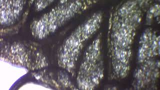 Ambient Microscopy II