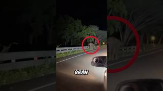 Se encontraron con un elefante muy agresivo 😳