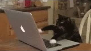 Cat typing on key board gif🐱⌨