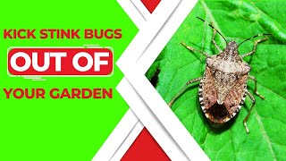 How To Get Rid Of Stink Bugs In Your Garden - Expert Solutions