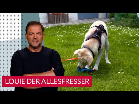 Labrador frisst alles, was ihm zwischen die Zähne kommt | Der Hundeprofi