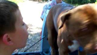 Tyson gives Cracker the pit bull a drink of water