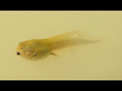 Tesouros naturais de Mação: 105. Os maiores girinos da Europa, les plus grands têtards d'Europe.