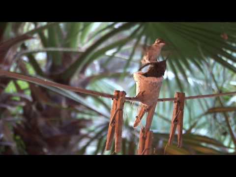 First Flight: A Mother Hummingbird's Story