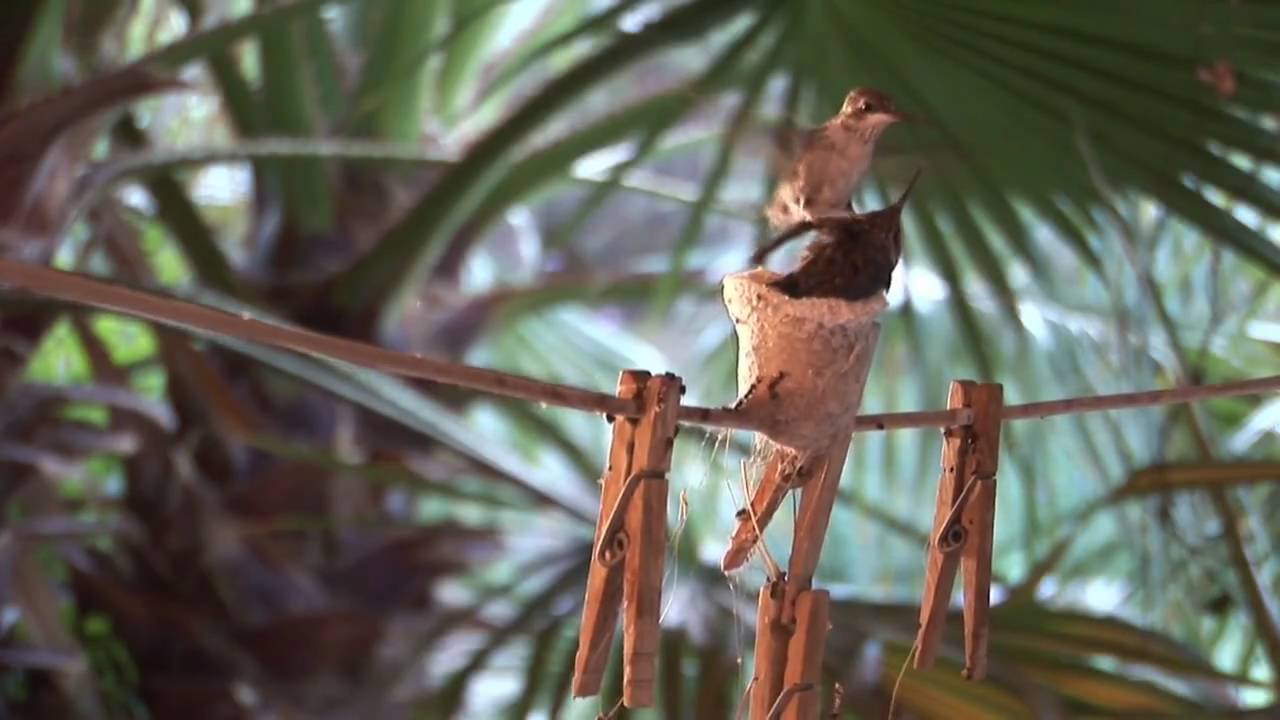 First Flight: A Mother Hummingbird's Story