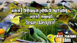 Download lagu pikat semua jenis burung || pikat ampuh semua jenis burung besar dan kecil mp3