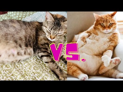 Signs that your cat is pregnant and not just fat