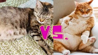 Signs that your cat is pregnant and not just fat