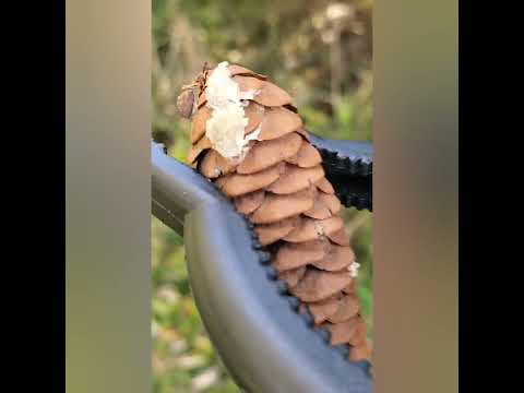#pinecone Oven drying pinecones for diy projects.