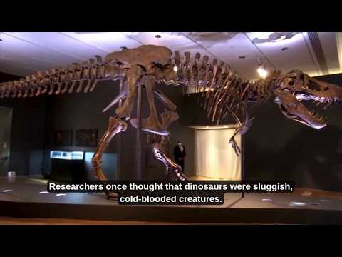 Researchers prove dinosaurs were warm-blooded