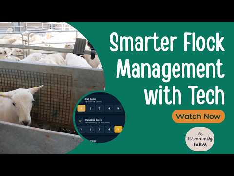 Smarter Sheep Farming: How I Track Health, Weights & Shedding EBVs Across the Whole Flock
