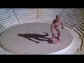 Clash Of The Titans 1981 Calibos Transformation