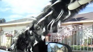 A-pillar Build, Long Black Fur with White Tips