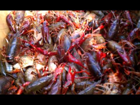 Crawfish in Pointe a la Hache!