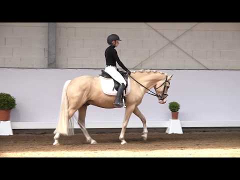 4j. Palominowallach v. FS Mr. Right – Gershwin B