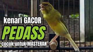 Download lagu Masteran KENARI GACOR ngeroll panjang,Cuit Cuit Emosi AMPUH bikin kenari nyaut ,Masteran MURAI BATU mp3