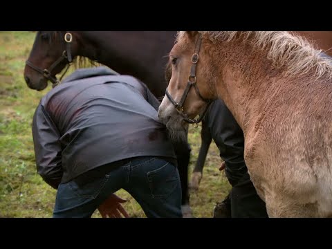 Färjan-Håkan är både pälsallergiker och hästrädd  – Farmen VIP (TV4)