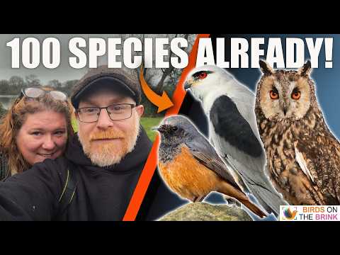 North Norfolk Birding | 100 Species Milestone & Rare Birds