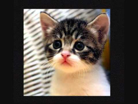 Cariñito Azucarado.(La Sonora Dinamita)