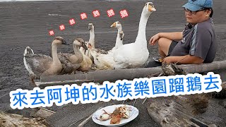 【蝦皮愛旅行】｜來去阿坤的水族遊樂園蹓鵝去 ft.阿坤的水族遊樂園｜蝦皮愛釣魚