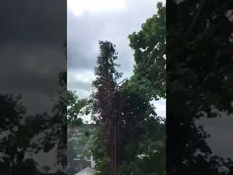 Forevergreen landscapers video.