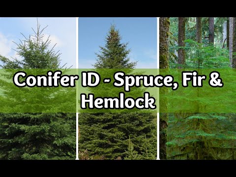 Conifer Identification: Spruce, Fir and Hemlock