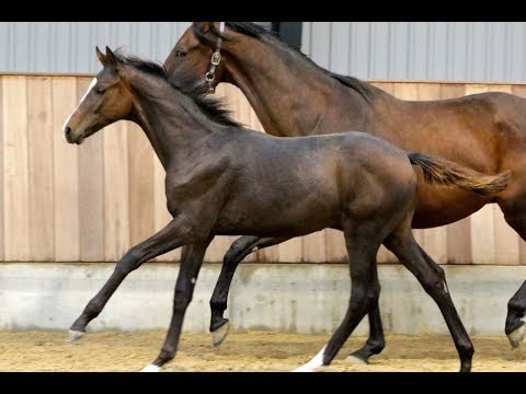 Fabio G  Colt 2019: Farrell x Sezuan