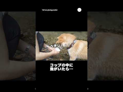 コップの中の魚に興味津々な柴犬、まさかのペチン😂　　　#柴犬　#犬　#犬のいる暮らし  #かわいい犬 #面白い