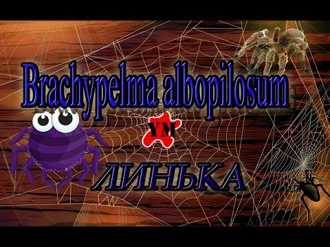 Паучек Саня Поленял (Brachypelma albopilosum )