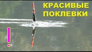 Поклевка на поплавок