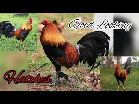 Different Kinds of Hatches