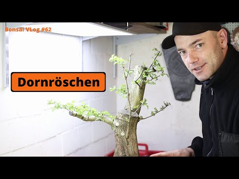Ab ins Körbchen Dornröschen - Eingriffeliger Weißdorn [Umtopfen & Rückschnitt] | Bonsai VLog #62