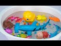 Toy Asmr Baby Shark Zuru Robo Fish Aquarium Playset ASMR Satisfying With Unboxing Review Toy