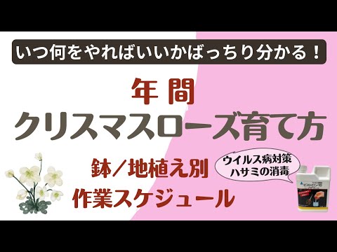 鉢植えのクリスマスローズを失敗せずに管理するには？覚えておくべきベストプラクティスは次のとおりです  庭園