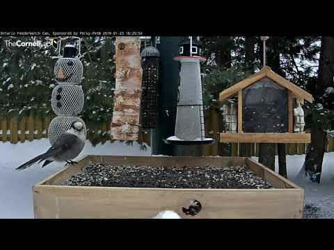 Canada Jay Samples Deer Fat In Ontario – Jan 23, 2019