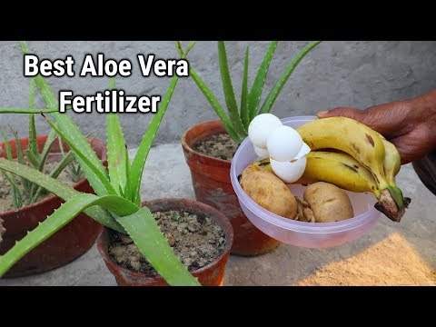 YouTube video about: Are coffee grounds good for aloe vera plants?