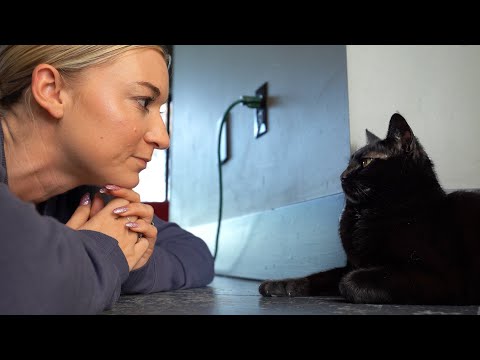 my cat hates my girlfriend