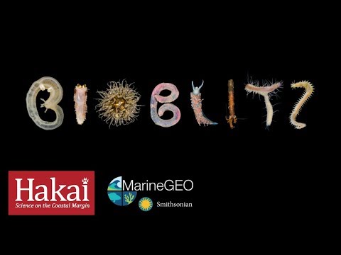 Hakai Bioblitz