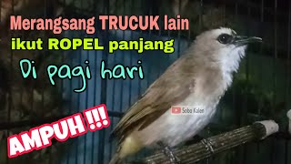 Download lagu Terapi pancingan agar trucukan rajin ropel pagi hari mp3