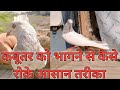 Why Does A New Pigeon Not Run Away How To Stop Your Pigeon From Running Away Easy Way