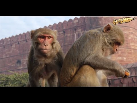 Klamotten-Verbot an deutschen Schulen? / Supercomputer aus Affenhirnen? / Sad Satan