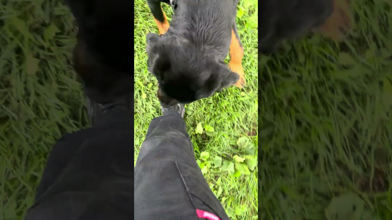 Enlarge Howie, a Adopted mixed breed in Yonkers, NY video 5/6