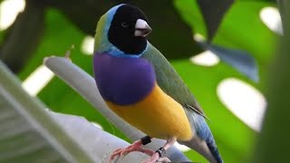 La danza di corteggiamento dei diamanti di Gould al bioparco Zoom