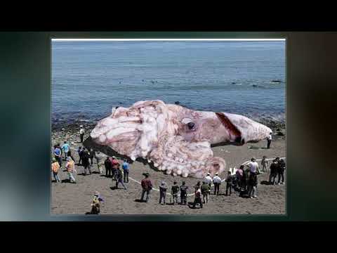 Colossal Squid